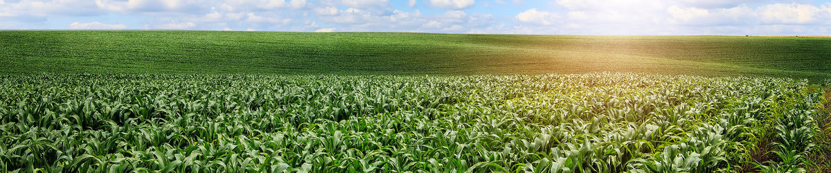 Biomass and Biodegradable Plastics: Eco-Friendly Plastic Materials