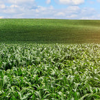 Biomass and Biodegradable Plastics: Eco-Friendly Plastic Materials