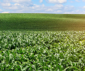 Biomass and Biodegradable Plastics: Eco-Friendly Plastic Materials